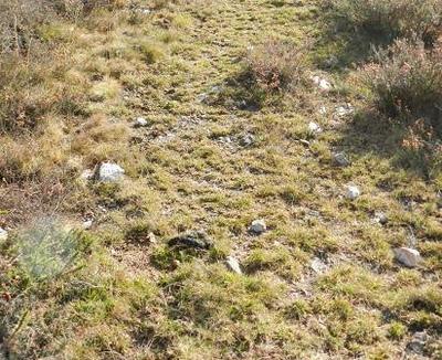 Unas cosillas sobre el lobo