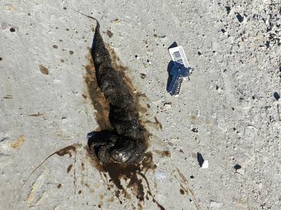 Unas cosillas sobre el lobo