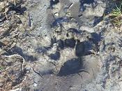 Unas cosillas sobre lobo