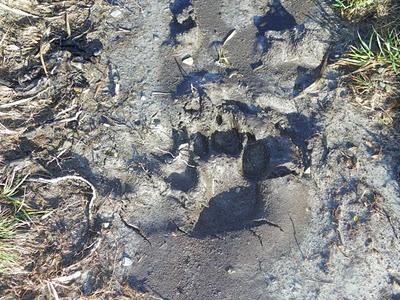 Unas cosillas sobre el lobo