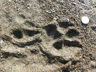 Unas cosillas sobre el lobo