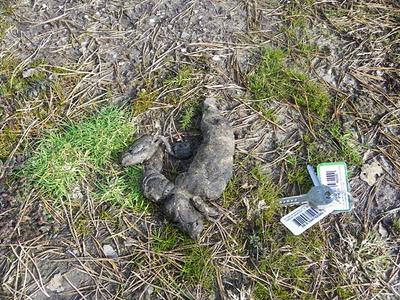 Unas cosillas sobre el lobo