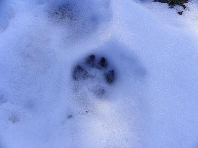Unas cosillas sobre el lobo