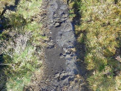 Unas cosillas sobre el lobo
