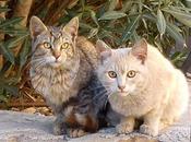 URGENTE, gatitos peligro envenenados (MURCIA)