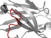 Diseñan anticuerpos contra Enfermedad Alzheimer
