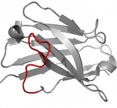 Diseñan anticuerpos contra la Enfermedad de Alzheimer