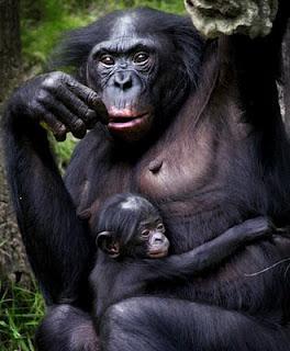 Aprendiendo de los bonobos...