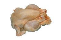 Estrategia de persuasión con loro