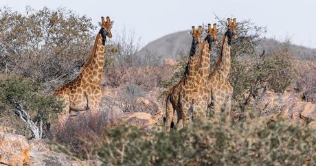 5 países en África para hacer un safari