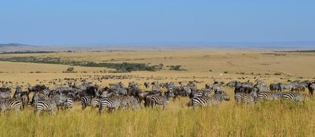 5 países en África para hacer un safari