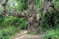 Árbol monumental Alcornoque o Suro Xato