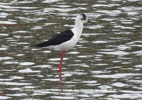 Cigüeñuelas en la desembocadura