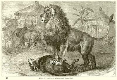 El león del Cabo: crónica de un exterminio anunciado