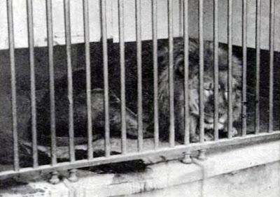 El león del Cabo: crónica de un exterminio anunciado