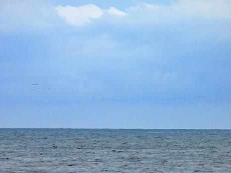 Cormoranes migrando sobre el mar de Sant Adrià