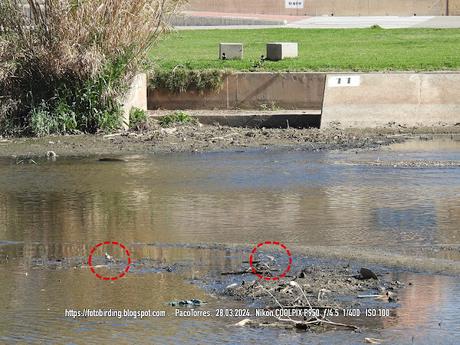 Chorlitejos en Sant Adrià