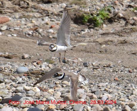 Chorlitejos en Sant Adrià