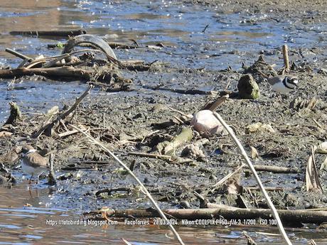 Chorlitejos en Sant Adrià