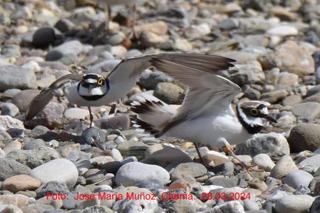 Chorlitejos en Sant Adrià
