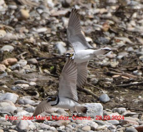 Chorlitejos en Sant Adrià