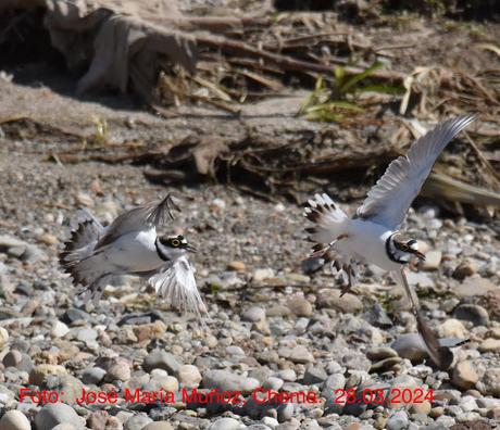 Chorlitejos en Sant Adrià