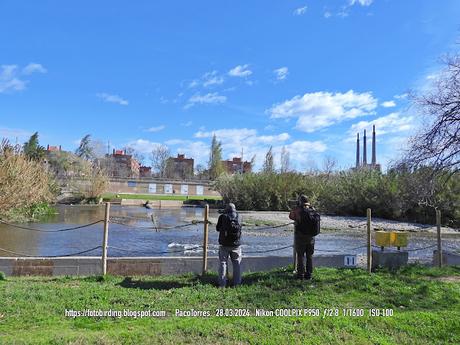 Chorlitejos en Sant Adrià