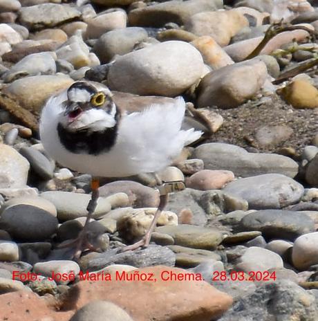 Chorlitejos en Sant Adrià