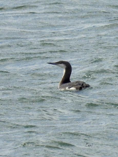 ÚLTIMOS COLETAZOS DE LA INVERNADA Y 