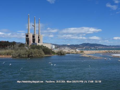 Gaviotas en la barra de arena de la desembocadura