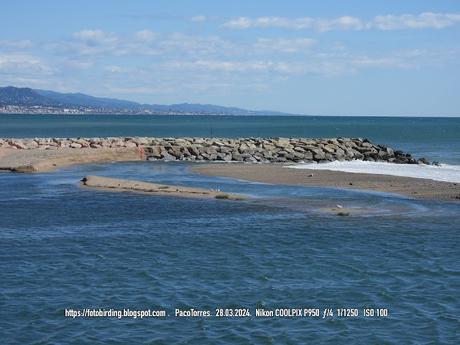 Gaviotas en la barra de arena de la desembocadura