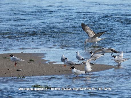 Gaviotas en la barra de arena de la desembocadura
