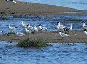 Gaviotas barra arena desembocadura