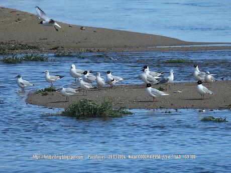 Gaviotas en la barra de arena de la desembocadura