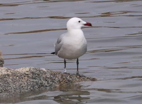 Gaviota de Audouin CR6M