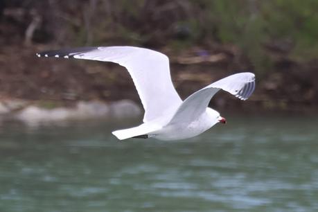 Gaviota de Audouin CR6M