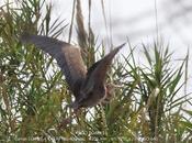 garzas imperial Parc Fluvial