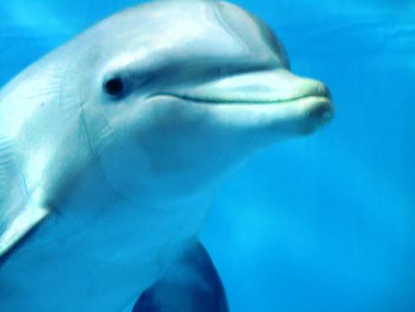 EL SUBMARINISMO TAMBIÉN SE HUNDE