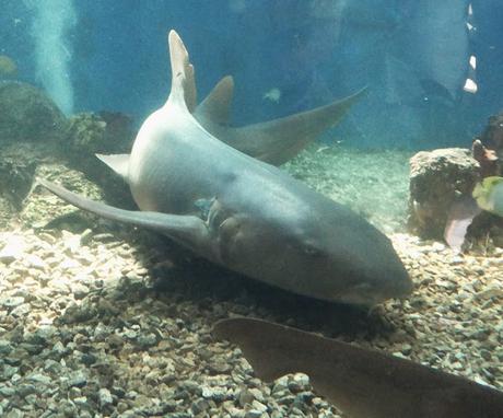 EL SUBMARINISMO TAMBIÉN SE HUNDE