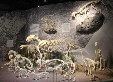 Esqueletos - Museo de Osteología