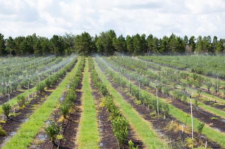 Vitrina de cítricos