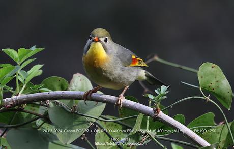 Ruiseñor del Japón