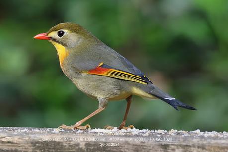 Ruiseñor del Japón