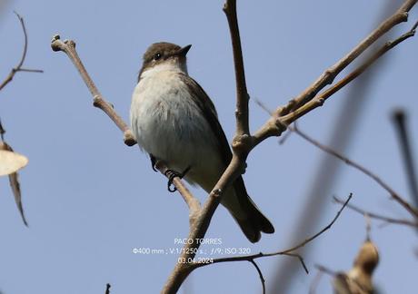 Papamoscas cerrojillo
