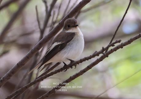 Papamoscas cerrojillo