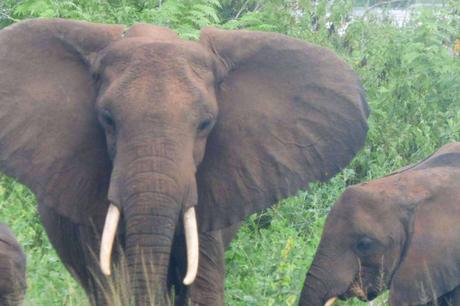 Uganda no va más Uganda no va más