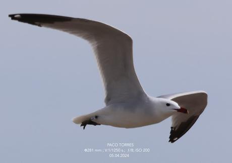 Gaviota de Audouin CDJF, al vuelo