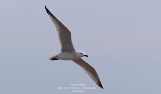 Gaviota de Audouin CDJF, al vuelo