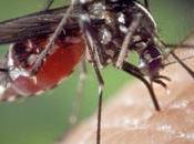 alerta para combatir proliferación mosquito Tigre Barcelona