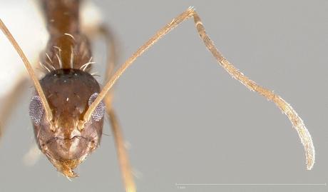 Barcelona en alerta por la invasión de «hormigas locas»